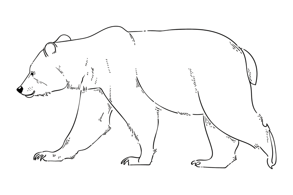 Polar Bear Outline drawing Png