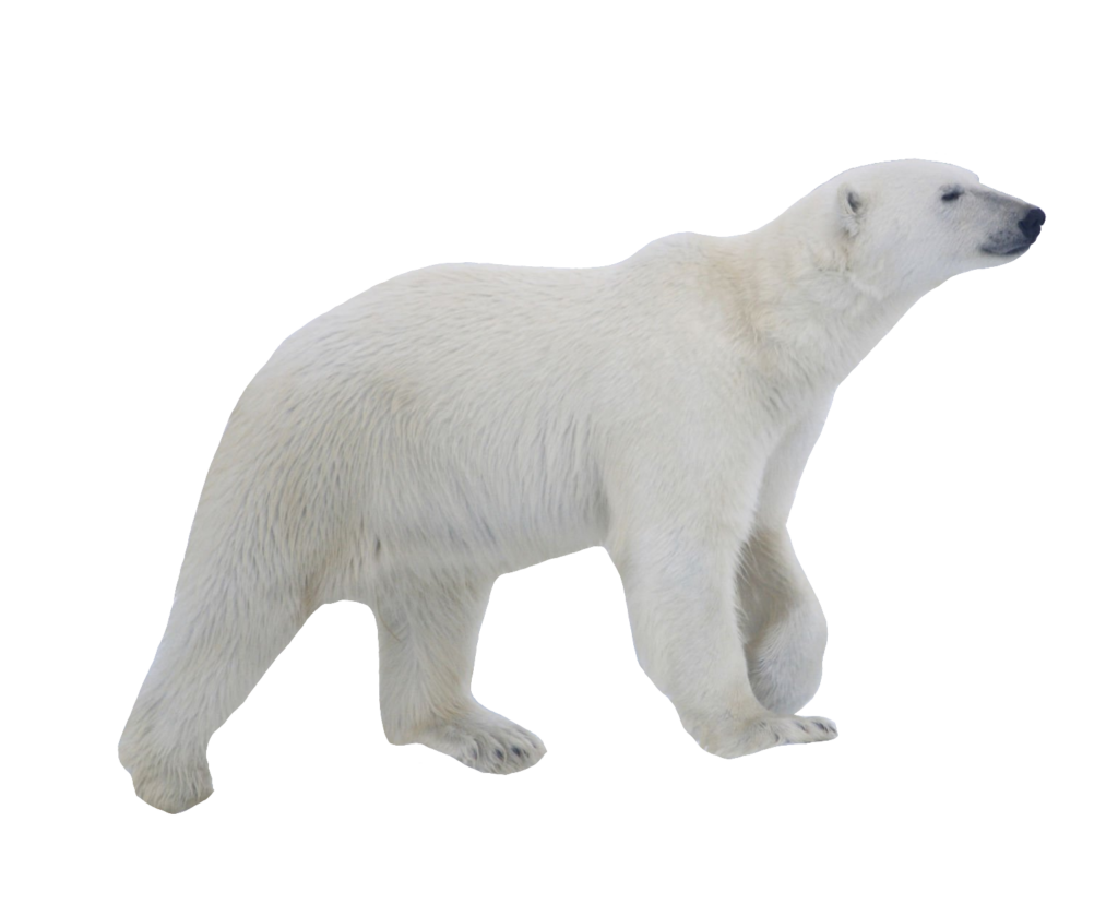 Walking Polar Bear Png