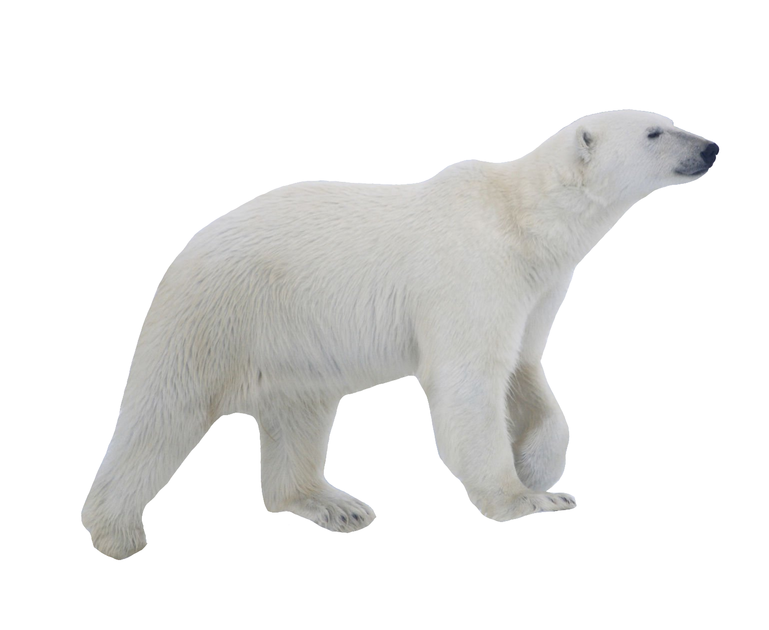 polar-bear-5