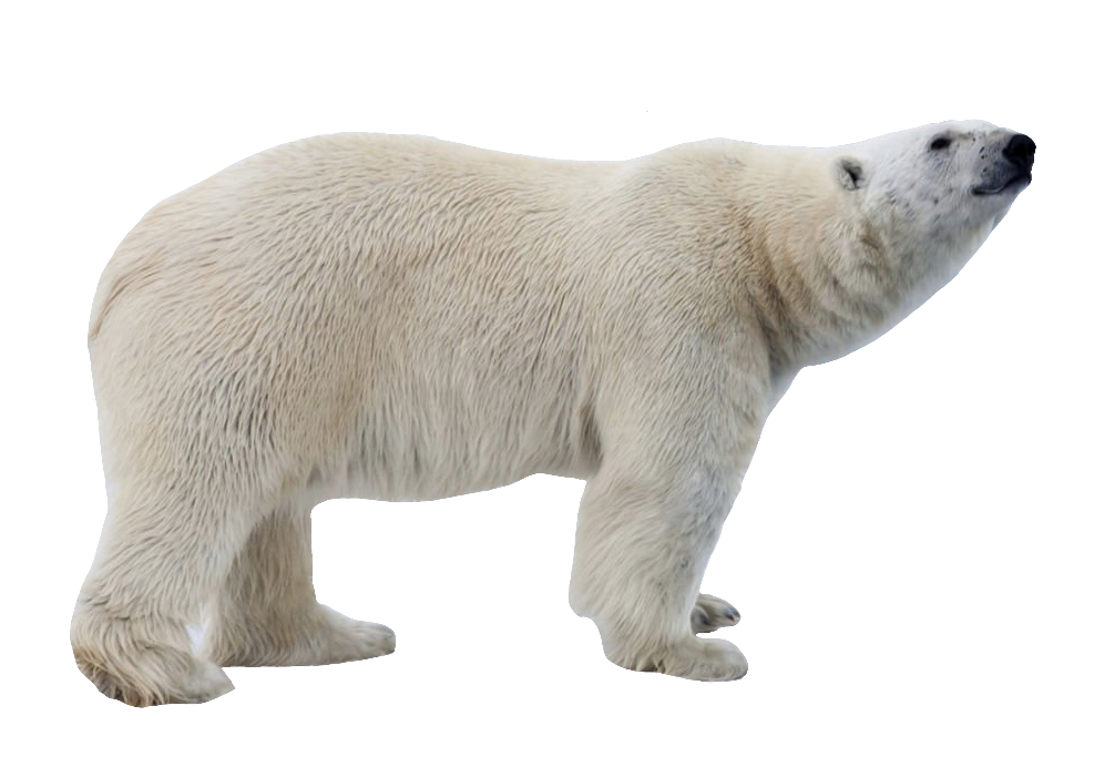polar-bear-6