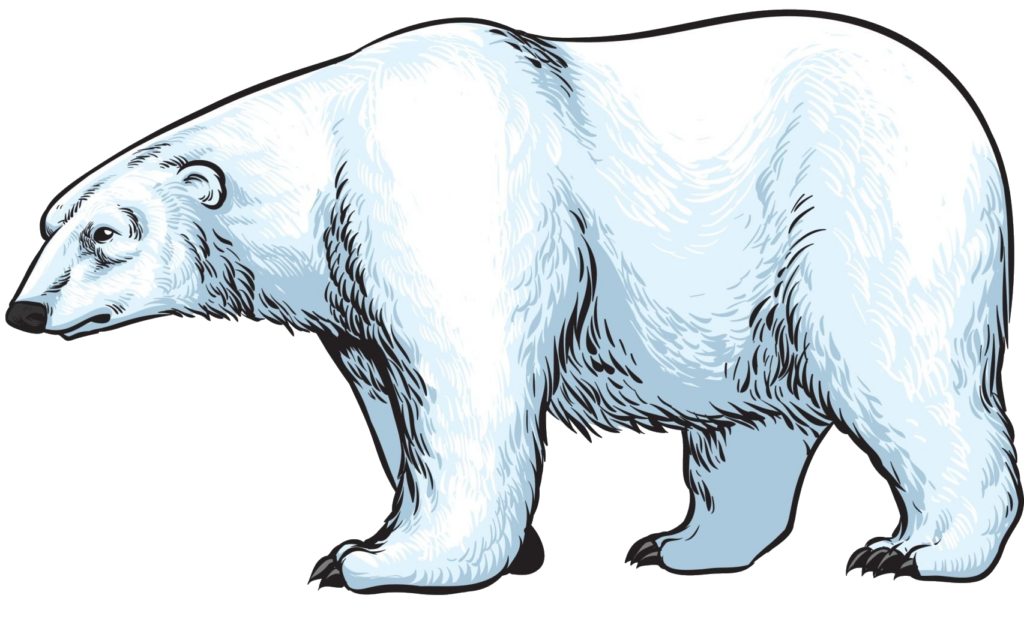 Polar Bear clipart Png