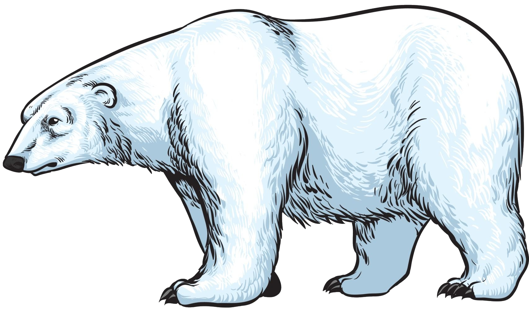 polar-bear-7