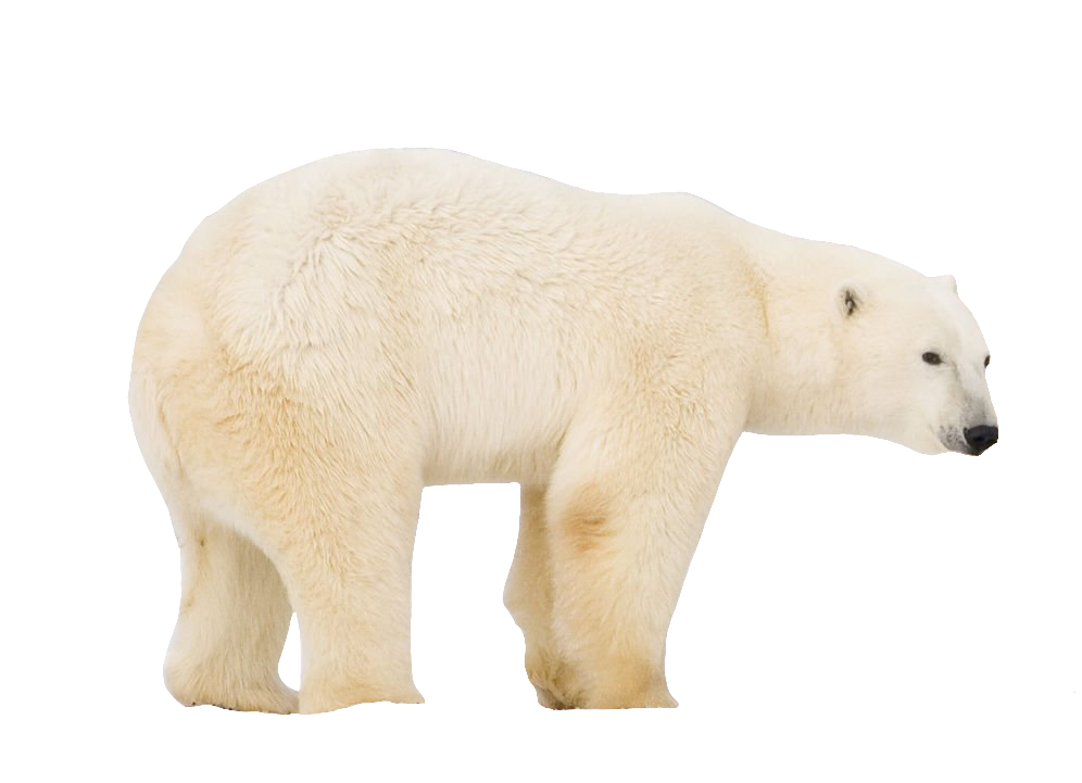 Transparent Polar Bear Png