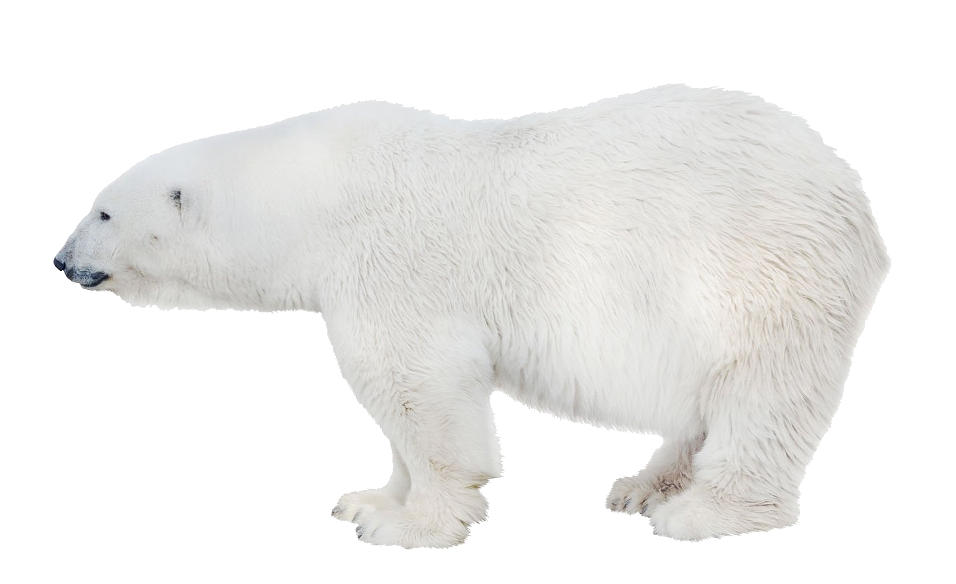 polar-bear-9