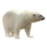 Polar Bear Png Image