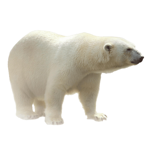 Polar Bear PNG