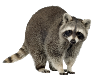 raccoon-1