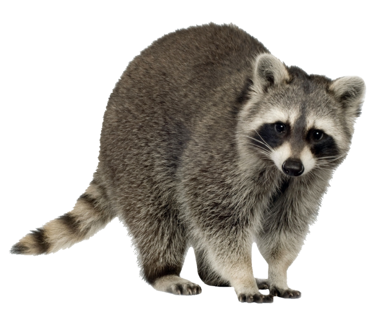 Raccoon Print Pattern Premium Backpack main image 1