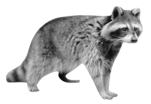 raccoon-10