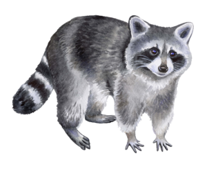 raccoon-11