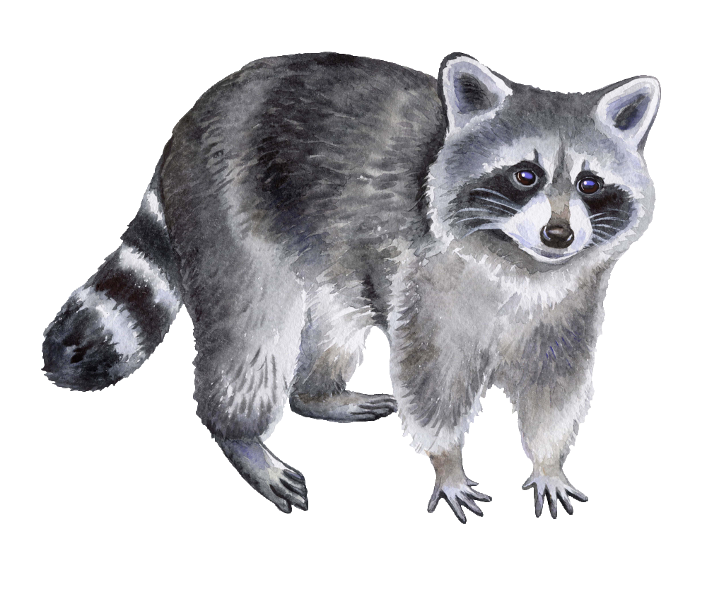 Watercolor Raccoon PNG