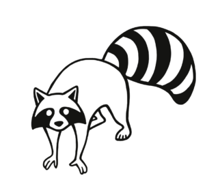 raccoon-12