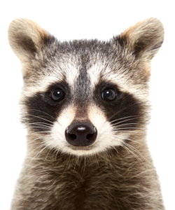 raccoon-13