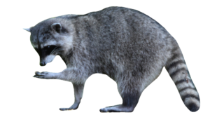 raccoon-14