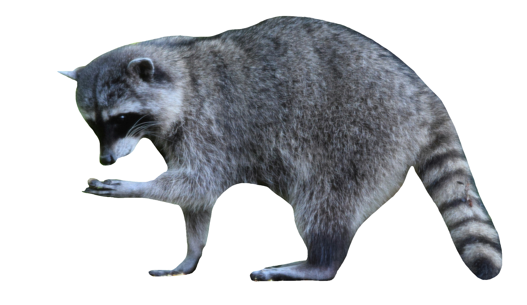 raccoon-14