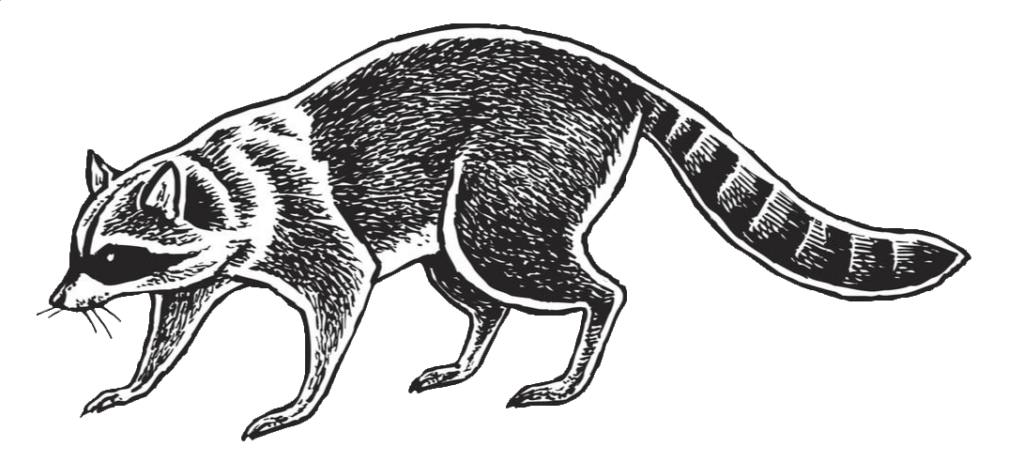 Raccoon Drawing PNG