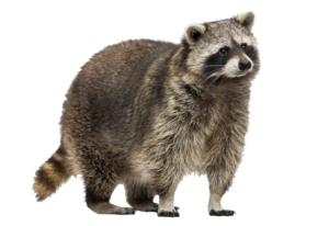 raccoon-2