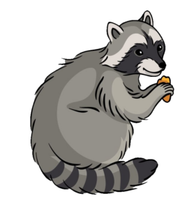 raccoon-21