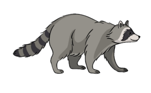 raccoon-22