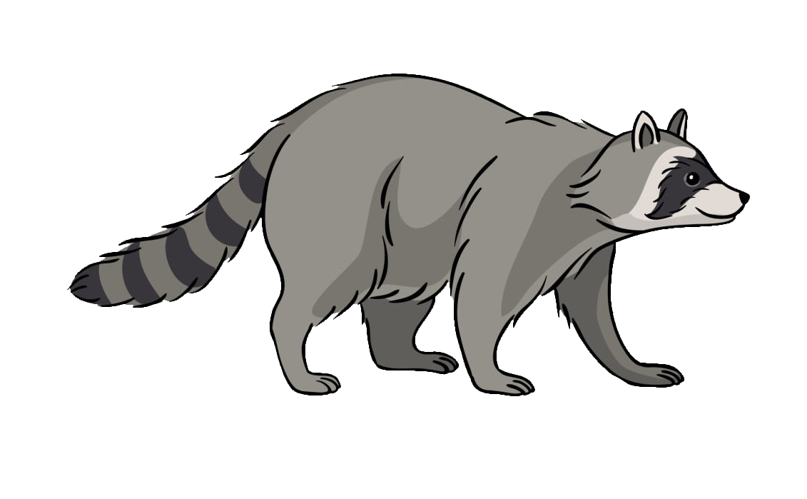 raccoon-22