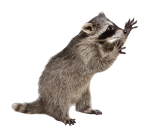 raccoon-23