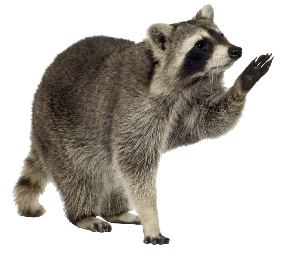 Transparent Raccoon PNG