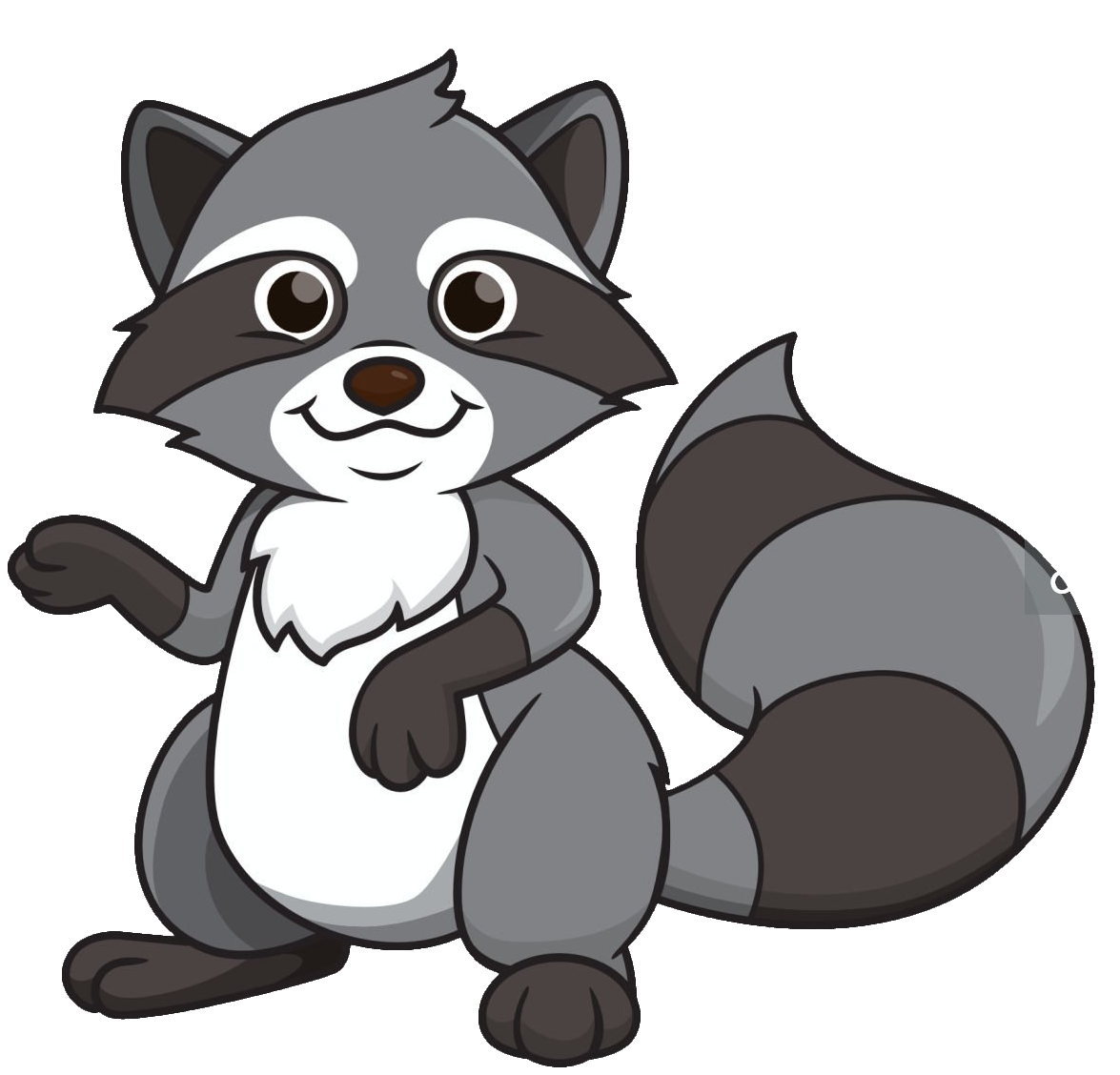 raccoon-25
