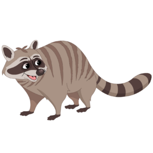raccoon-26