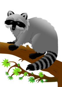 raccoon-27
