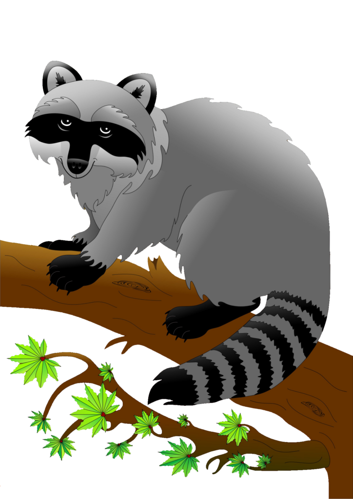 Raccoon Vector PNG