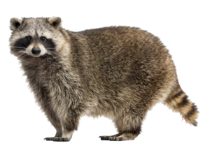 raccoon-4