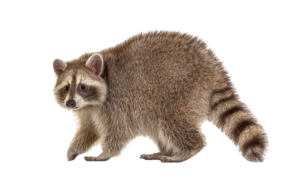 raccoon-5