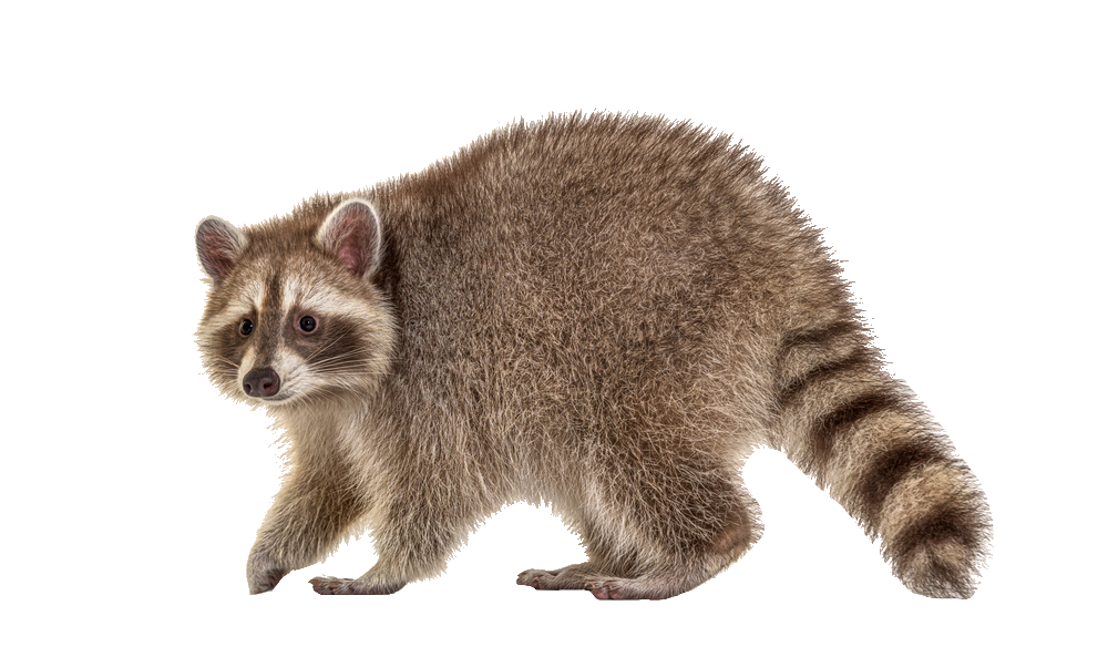 raccoon-5