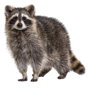 raccoon-6