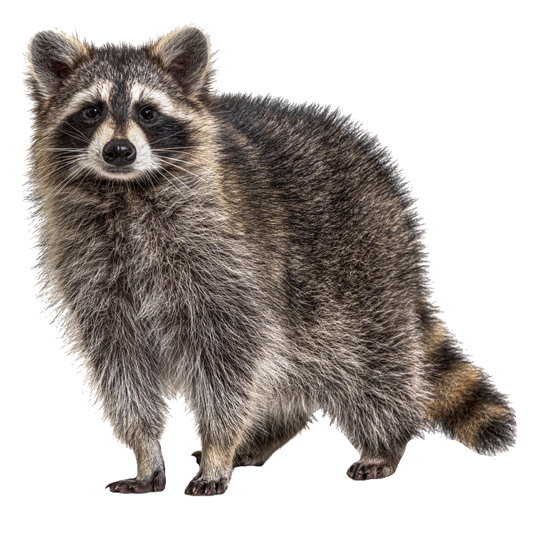 Transparent Raccoon PNG