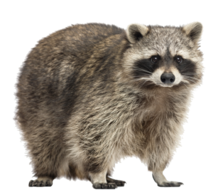 raccoon-7