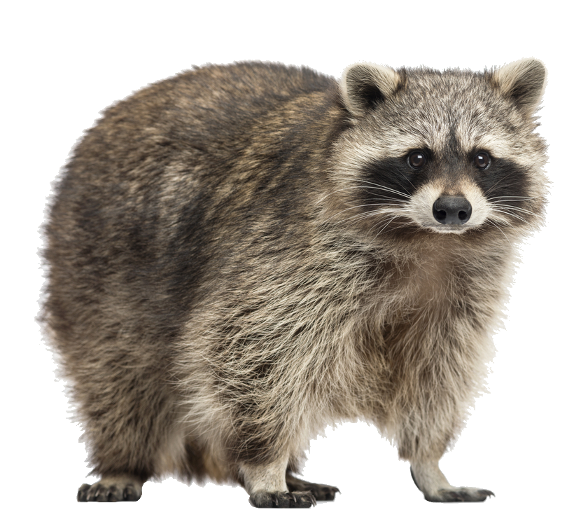 Raccoon PNG image