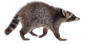 raccoon-8