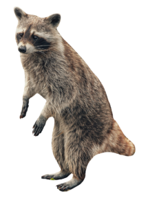 raccoon-9