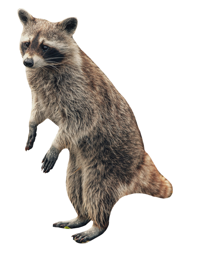 Standing Raccoon PNG