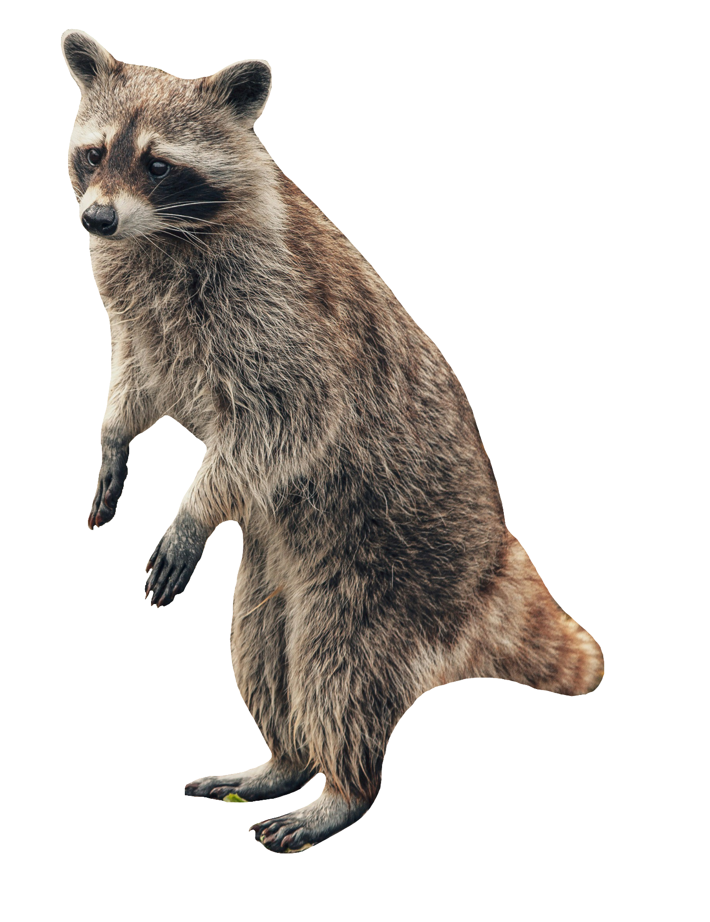 raccoon-9