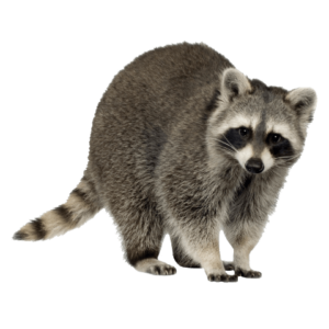 Raccoon PNG Image