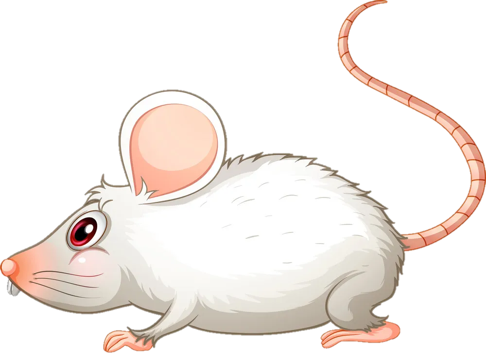 rat-png-image-from-pngfre-23