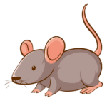 rat png transparent image