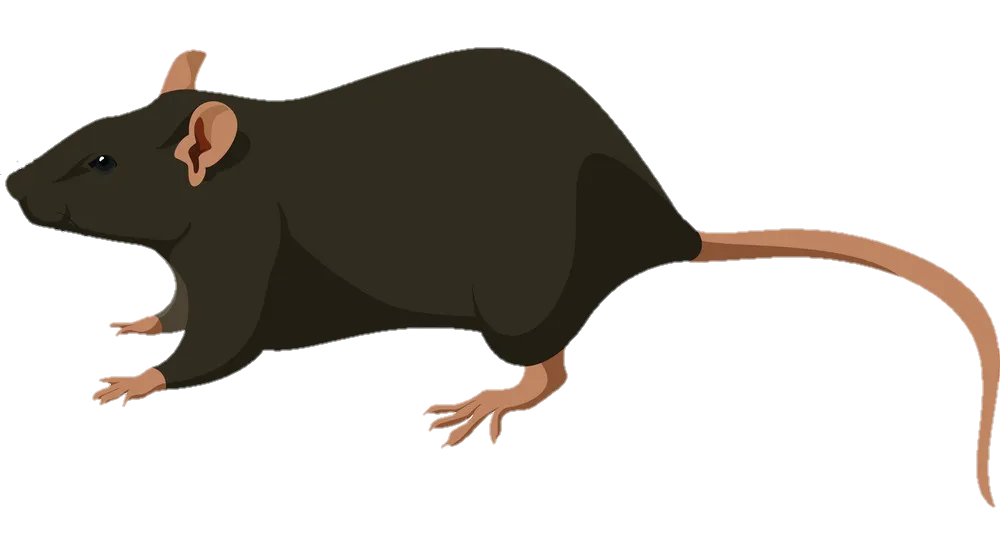 Black Rat Png Vector