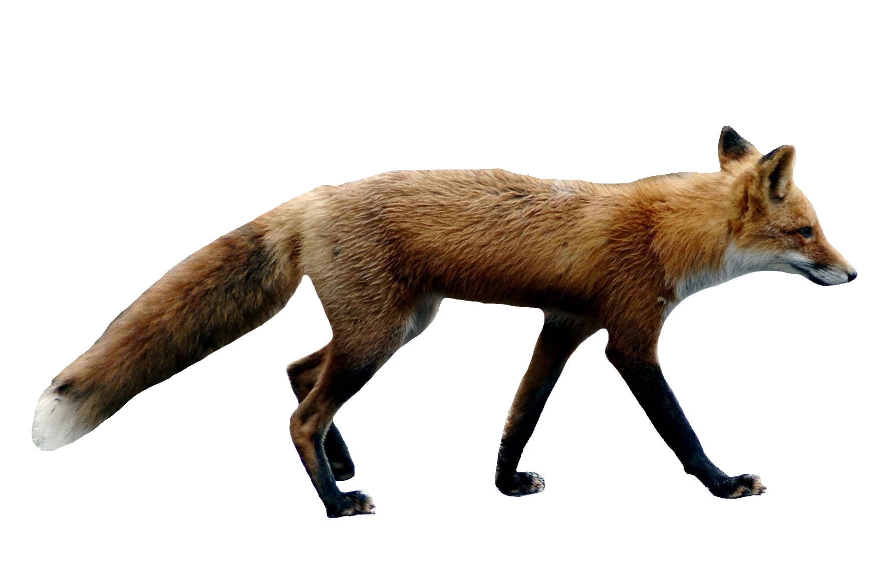 red-fox-1