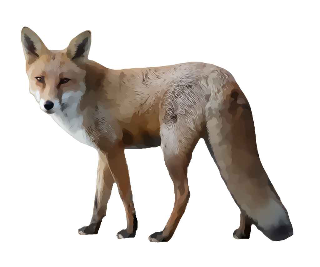 Red Fox Drawing Png
