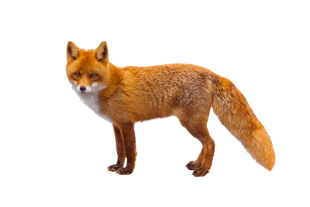HD Red Fox Png