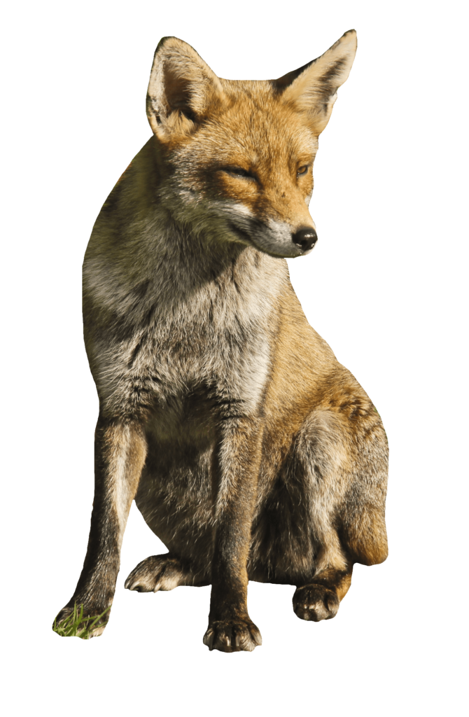Sitting Red Fox Png