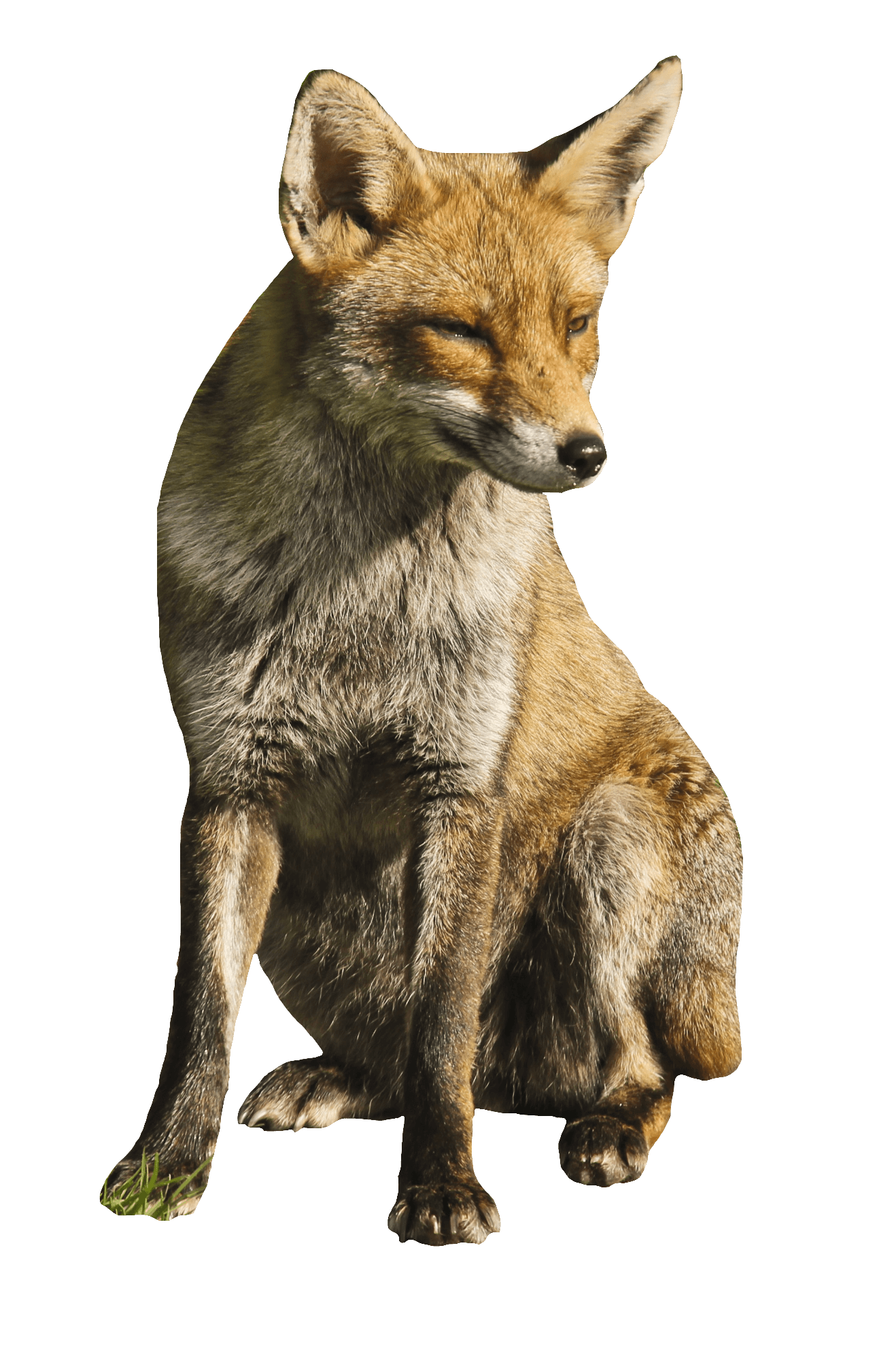 red-fox-15-1